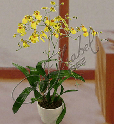 Orquídea Oncidium en cerámica
