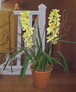 Orquídea Cymbidium, presentada en dos espigas,lista para florecer, en tonos amarillos. En base terracota tipo italiana. Orquídeas