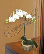 Las Orquídeas Phalaenopsis agregan un toque de distinción y elegancia a cualquier ambiente. Orquídeas