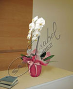 Orquídea Phalaenopsis presentada en distinguida maceta terracota envuelta en papel símil tela italiano, con pimpollos listos para su floración Orquídeas