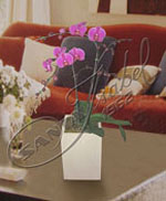 Con nuestra fascinante planta de Orquídea Phalaenopsis haga el regalo perfecto para la celebración de un acontecimiento deslumbrante. Orquídeas
