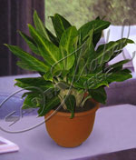Azalea japónica roja doble denota elegancia, belleza y hace diferente ese lugar, creando una ambientación única Aglaonema King of Siam