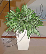 Maravilloso conjunto de Aglaonema Silver Queen. Lucido en base piramidal de piedra París. Aglaonema Silver Queen