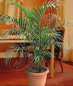 Areca en terracota Areca en terracota