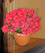 Azalea japónica Plantas
