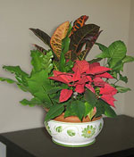Croton Petra, Asplenium, Syngonium, Estrella Federal. En base tipo bombeé decorada y esmaltada. Bols para interior