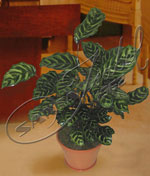 Calathea Makoyana, transforma la ambientación de cualquier sitio en un lugar bello y agradable. Calathea Makoyana