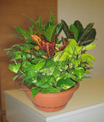 Conjunto de plantas Conjunto de plantas