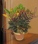 Croton Petra doble Croton Petra doble