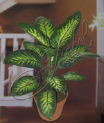 Dieffenbachia Tropic, de hojas brillantes, verde intenso en su contorno y jaspeadas en el centro Dieffenbachia Tropic