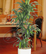 Dracaena Massageana Dracaena Massageana