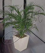 Planta de Areca Planta de Areca