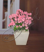 Planta de Azalea doble Planta de Azalea doble