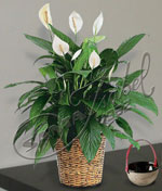 Spatiphyllum Spatiphyllum
