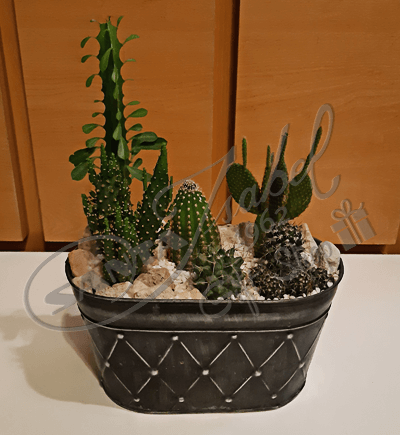 Cactus Variados