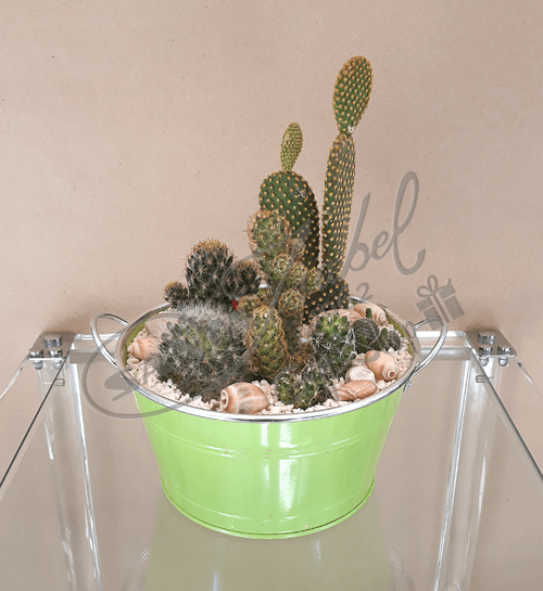 Conjunto de Cactus