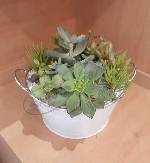 Suculentas en Zinc