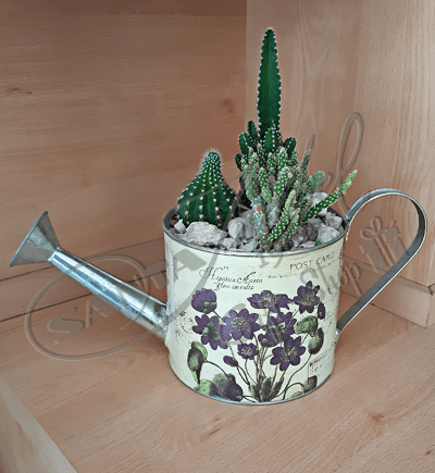 Conjunto de Cactus