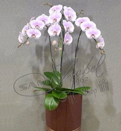Orquídea Phalaenopsis en cerámica