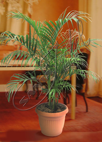 Areca en Terracota