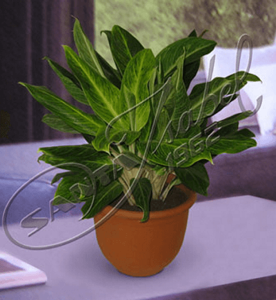 Aglaonema King of Siam