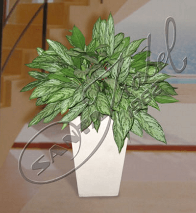 Aglaonema Silver Queen