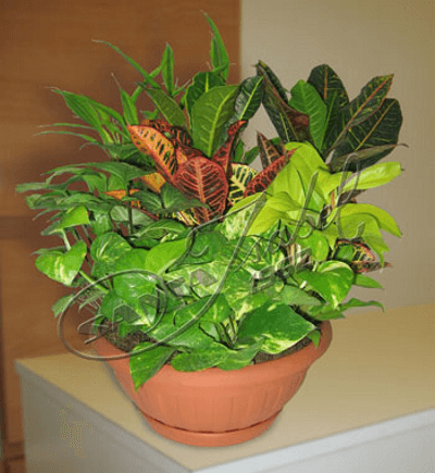 Conjunto de plantas