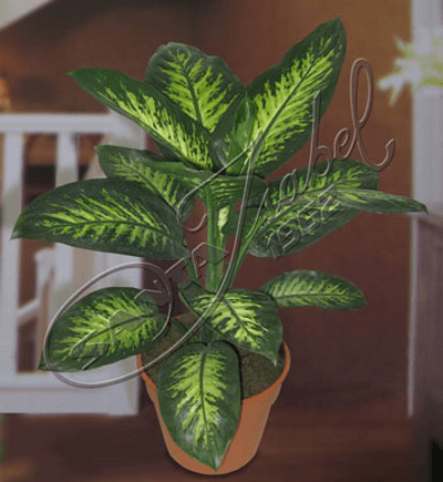 Dieffenbachia Tropic