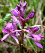 Orquídea